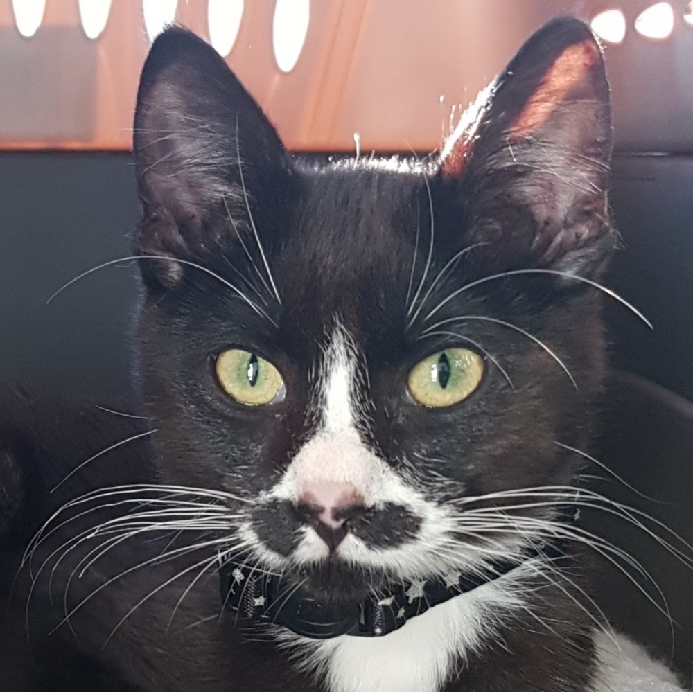 Meet your Posher, Riley